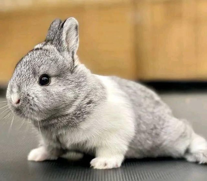 Agouti Purebred Continental Giant 