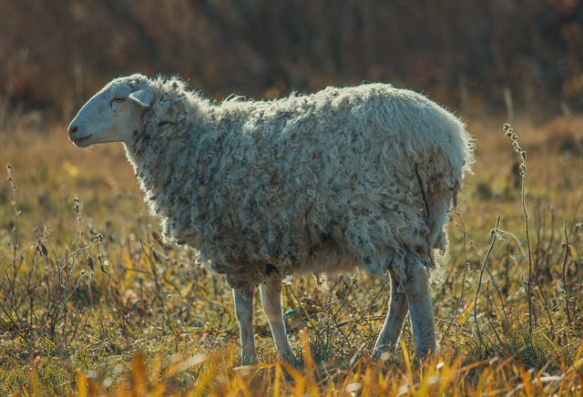 Valais Blacknose - Ewe