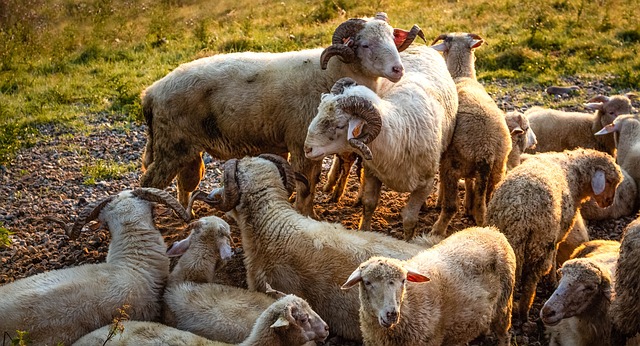 Purebred American Blackbelly - Rams