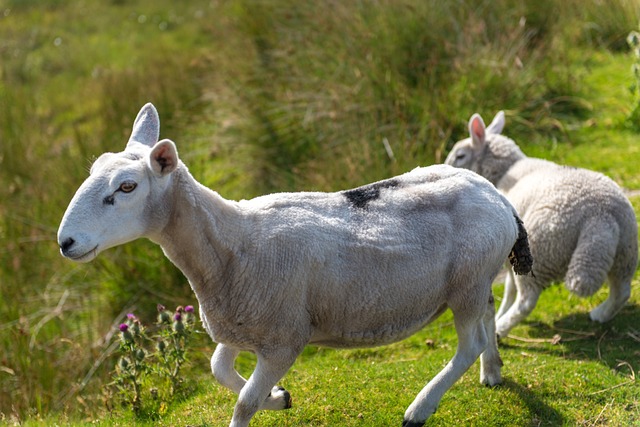 Purebred Royal White - Rams